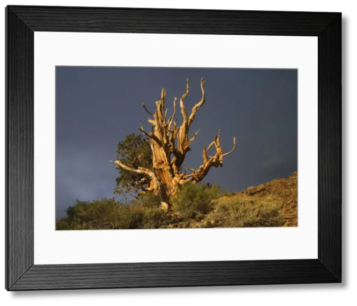 Framed Print : Bristlecone Pine - solitary standing, very gnarled and windswept individual of a Bristlecone Pine standing on a high plain on White Mountain - one of the existing individiuals are thought to be around 5000 years Framed Print : Bristlecone Pine - solitary standing, very gnarled and windswept individual of a Bristlecone Pine standing on a high plain on White Mountain - one of the existing individiuals are thought to be around 5000 years