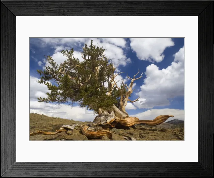 Framed Print : Bristlecone Pine - solitary standing, very gnarled and windswept individual of a Bristlecone Pine standing on a high plain on White Mountain. One of the existing individiuals are thought to be around 5000 years Framed Print : Bristlecone Pine - solitary standing, very gnarled and windswept individual of a Bristlecone Pine standing on a high plain on White Mountain. One of the existing individiuals are thought to be around 5000 years