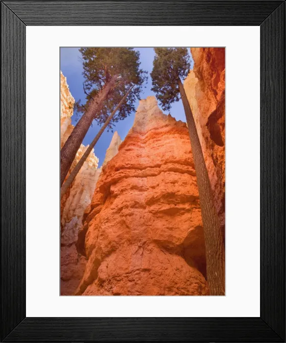 Framed Print : Douglas Firs - growing inside the steep sandstone walls of Wall Street deep within the maze of hoodoos and rock formations of Bryce Canyon - Bryce National Park - Colorado Plateau - Utah - USA Framed Print : Douglas Firs - growing inside the steep sandstone walls of Wall Street deep within the maze of hoodoos and rock formations of Bryce Canyon - Bryce National Park - Colorado Plateau - Utah - USA