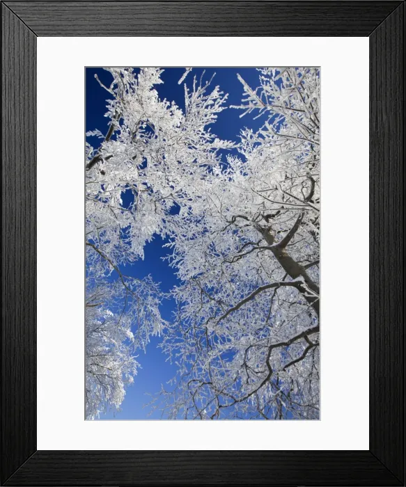 Framed Print : Deciduous Trees - covered in snow and frost - Hoher Meissner National park - North Hessen - Germany Framed Print : Deciduous Trees - covered in snow and frost - Hoher Meissner National park - North Hessen - Germany