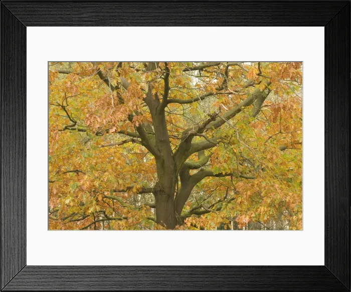 Framed Print : Red oak Autumn Framed Print : Red oak Autumn