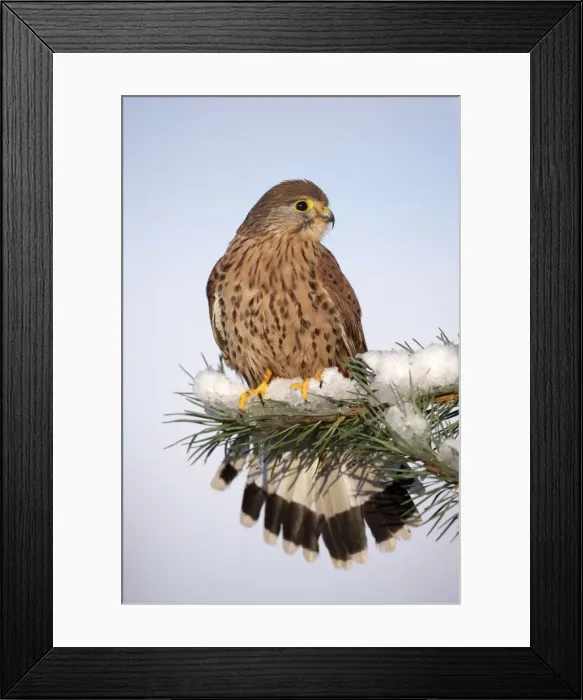 Framed Print : Kestrel - young male on snowy fir branch - Bedfordshire UK 008182 Framed Print : Kestrel - young male on snowy fir branch - Bedfordshire UK 008182