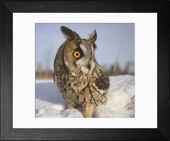 Framed Print : Long eared Owl - in snow - wide angle - Bedfordshire UK 008143 Framed Print : Long eared Owl - in snow - wide angle - Bedfordshire UK 008143
