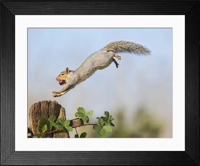 Framed Print : Grey Squirrel - jumping to gate post - with nut in mouth - Bedfordshire UK 11461 Framed Print : Grey Squirrel - jumping to gate post - with nut in mouth - Bedfordshire UK 11461