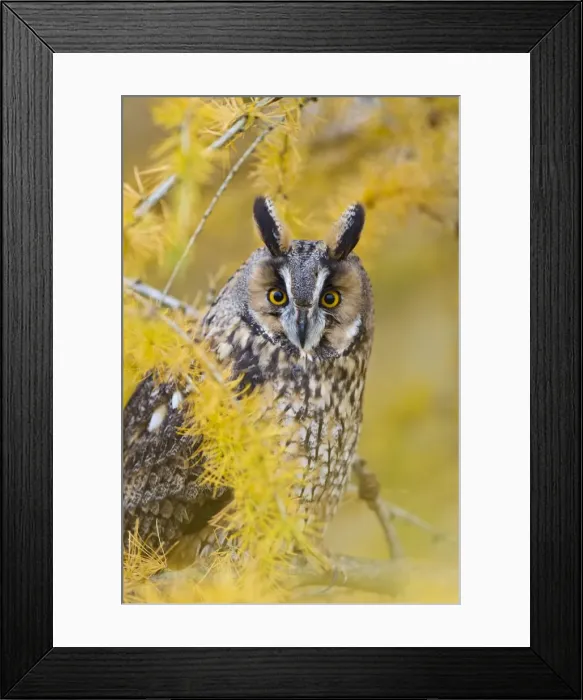 Framed Print : Long Eared Owl - in larch tree in Autumn - controlled conditions 11609 Framed Print : Long Eared Owl - in larch tree in Autumn - controlled conditions 11609