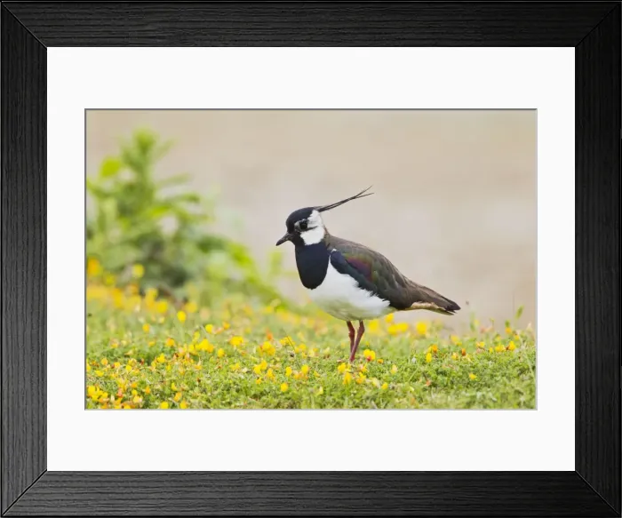 Framed Print : Lapwing / Peewit / Green Plover - near nest in meadow - North Wales UK 12005 Framed Print : Lapwing / Peewit / Green Plover - near nest in meadow - North Wales UK 12005