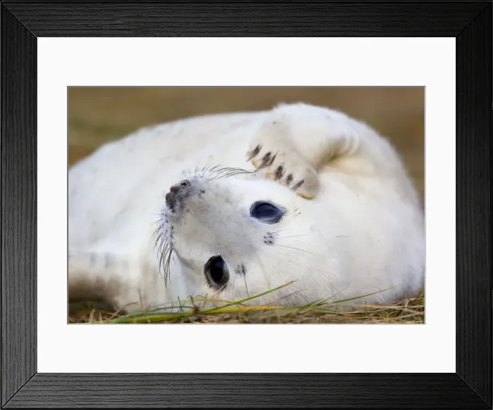 Framed Print : Grey Seal - Pup - Donna nook - Lincolnshire - UK