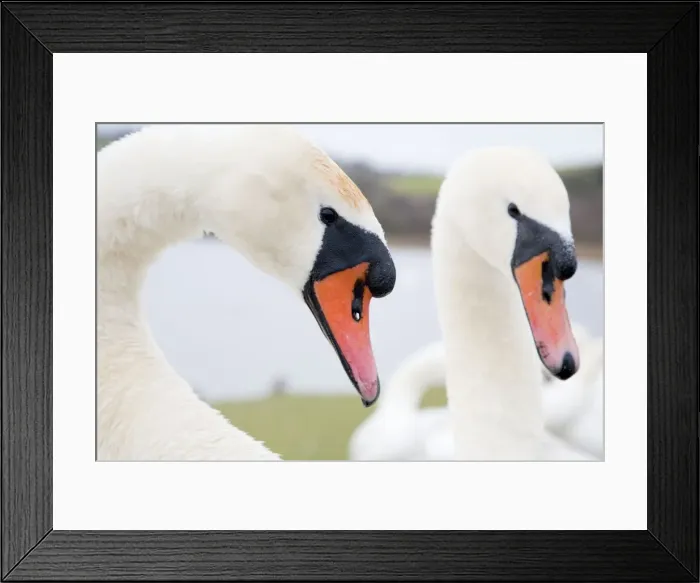 Framed Print : Mute Swans - males - Cornwall - UK Framed Print : Mute Swans - males - Cornwall - UK