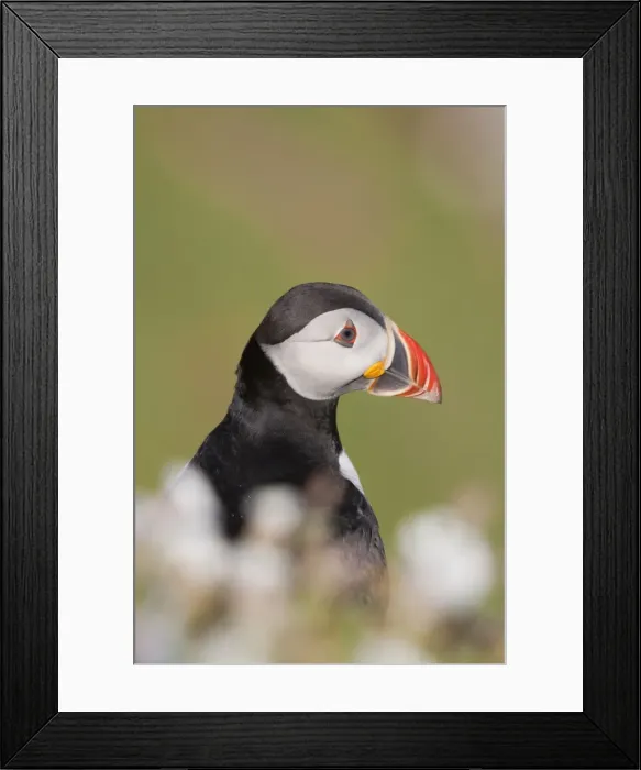 Framed Print : Puffin - in campion - Skomer - Wales - UK Framed Print : Puffin - in campion - Skomer - Wales - UK