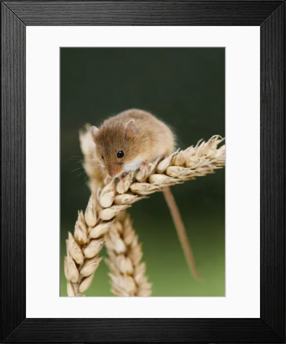 Framed Print : Harvest Mouse - on wheat - UK Framed Print : Harvest Mouse - on wheat - UK