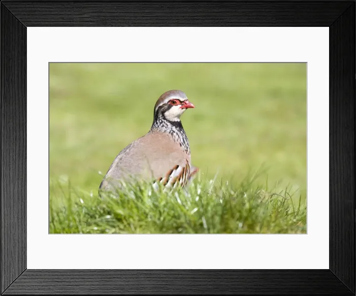 Framed Print : Red Legged Partridge Framed Print : Red Legged Partridge