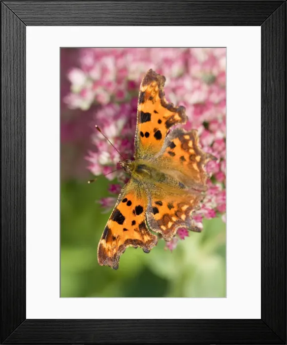 Framed Print : Comma Butterfly on Sedum - Norfolk - UK Framed Print : Comma Butterfly on Sedum - Norfolk - UK