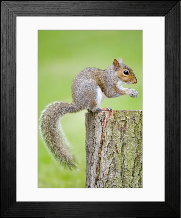 Framed Print : Grey Squirrel - Norfolk - UK Framed Print : Grey Squirrel - Norfolk - UK