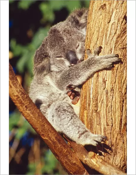 Koala - holding onto tree trunk - showing leathery soles of feet