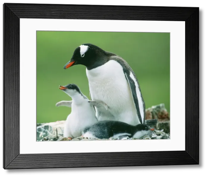 Framed Print : Gentoo Penguin JPF 12147 Parent with chicks. Pygoscelis papua © Jean-Paul Ferrero / ARDEA LONDON Framed Print : Gentoo Penguin JPF 12147 Parent with chicks. Pygoscelis papua © Jean-Paul Ferrero / ARDEA LONDON