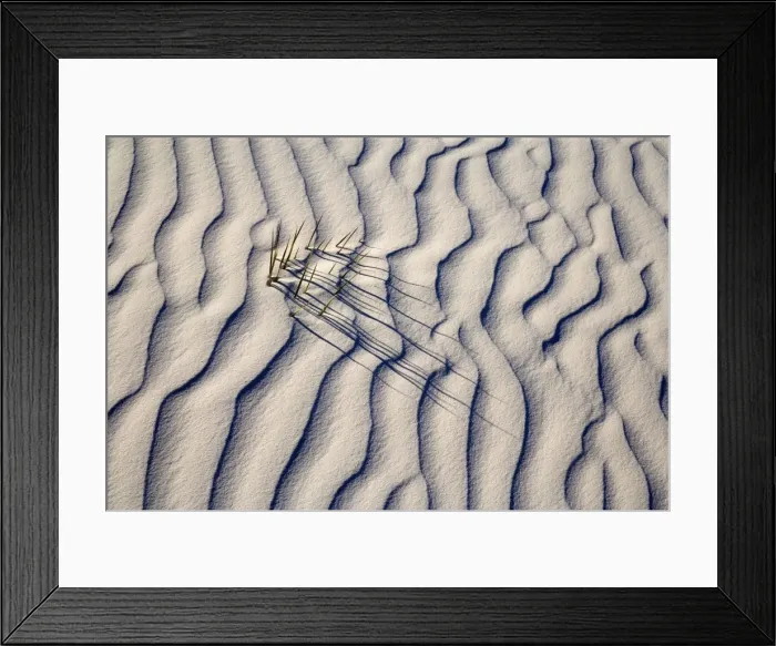 Framed Print : Yucca - buried with only the tips of the yucca's leafs appearing through white gypsum dune - White Sands National Monument - New Mexico - USA Framed Print : Yucca - buried with only the tips of the yucca's leafs appearing through white gypsum dune - White Sands National Monument - New Mexico - USA