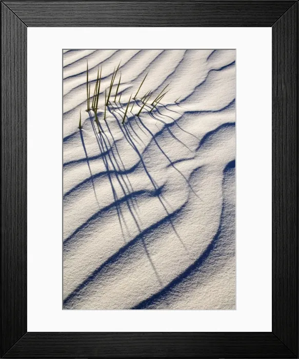 Framed Print : Yucca - buried with only the tips of the yucca's leafs appearing through white gypsum dune - White Sands National Monument - New Mexico - USA Framed Print : Yucca - buried with only the tips of the yucca's leafs appearing through white gypsum dune - White Sands National Monument - New Mexico - USA