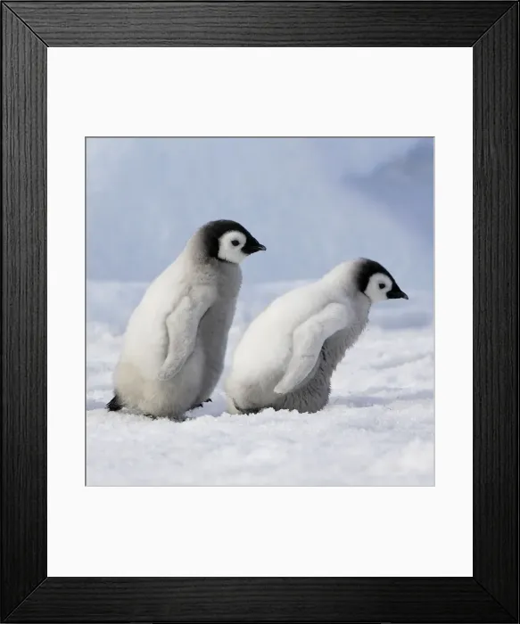 Framed Print : Emperor Penguins. 2 young ones walking in a line. Snow hill island Antarctica Framed Print : Emperor Penguins. 2 young ones walking in a line. Snow hill island Antarctica