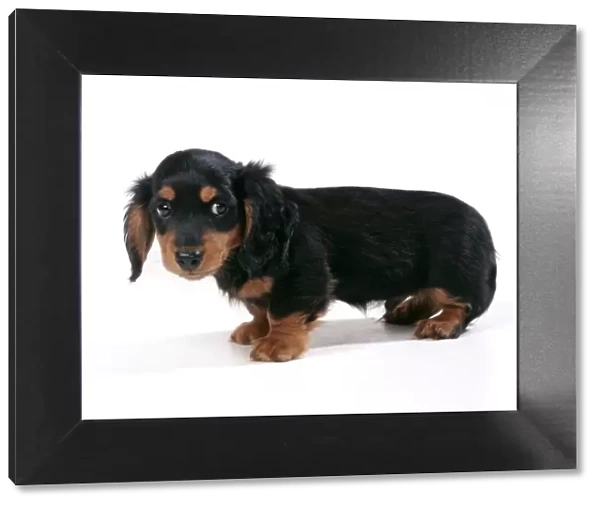 Dog - Miniature Long-haired Dachshund - puppy