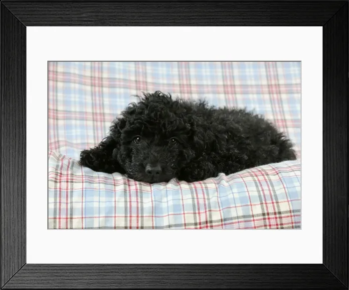 Framed Print : DOG. Spanish water dog puppy laying on cloth Framed Print : DOG. Spanish water dog puppy laying on cloth