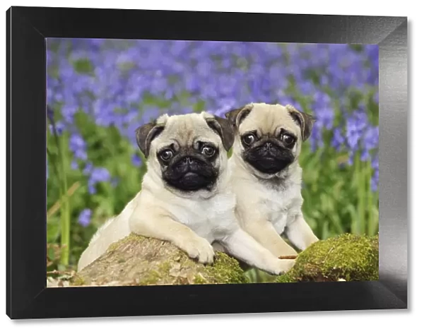 DOG. Pug puppies standing together in bluebells