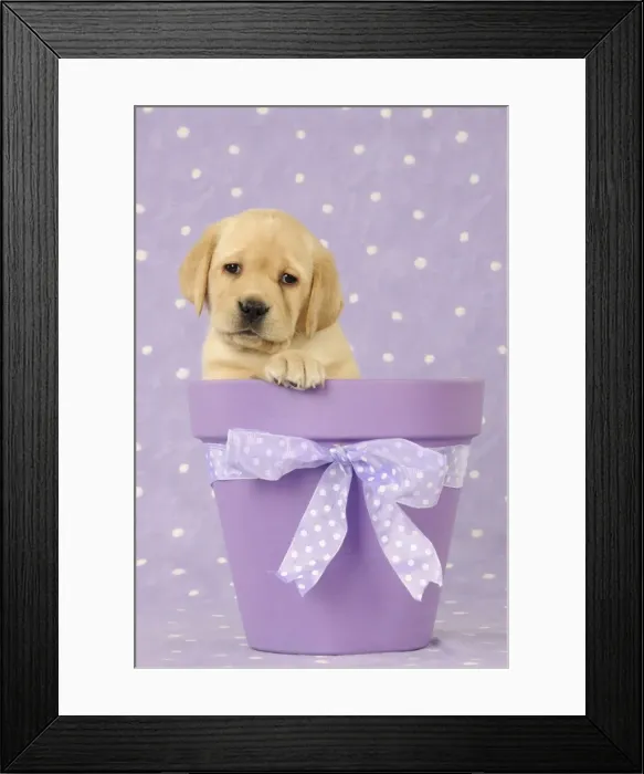 Framed Print : DOG. Yellow labrador puppy sitting in a plant pot Framed Print : DOG. Yellow labrador puppy sitting in a plant pot