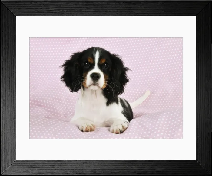 Framed Print : DOG. Cavalier king charles spaniel puppy laying on spotty blanket Framed Print : DOG. Cavalier king charles spaniel puppy laying on spotty blanket