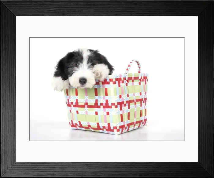 Framed Print : Dog. Bearded Collie puppy in basket Framed Print : Dog. Bearded Collie puppy in basket