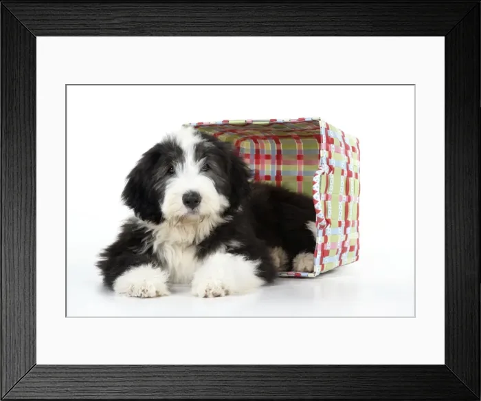 Framed Print : Dog. Bearded Collie puppy in basket Framed Print : Dog. Bearded Collie puppy in basket