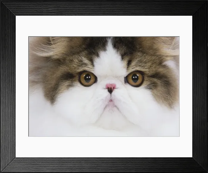 Framed Print : Cat - Persian Mackerel tabby in studio - close-up of face Framed Print : Cat - Persian Mackerel tabby in studio - close-up of face