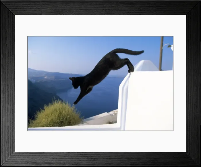 Framed Print : Black Cat - jumping - Santorini Island - Greece Framed Print : Black Cat - jumping - Santorini Island - Greece