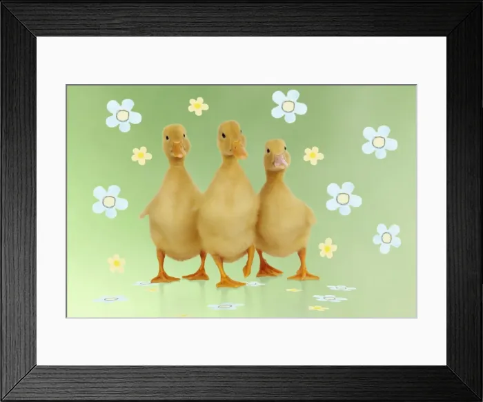 Framed Print : DUCK. Three ducklings stood in a row Digital Manipulation: Background colour & JD flowers Framed Print : DUCK. Three ducklings stood in a row Digital Manipulation: Background colour & JD flowers