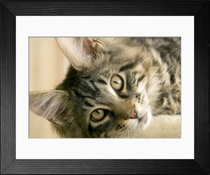 Framed Print : Cat- Maine coon Framed Print : Cat- Maine coon