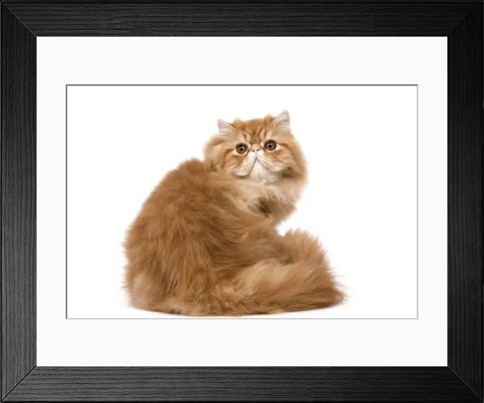 Framed Print : Cat - Red Persian Framed Print : Cat - Red Persian