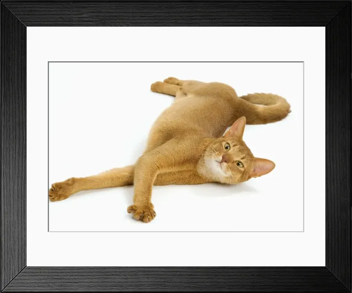 Framed Print : Cat - Abyssinian - red - in studio Framed Print : Cat - Abyssinian - red - in studio