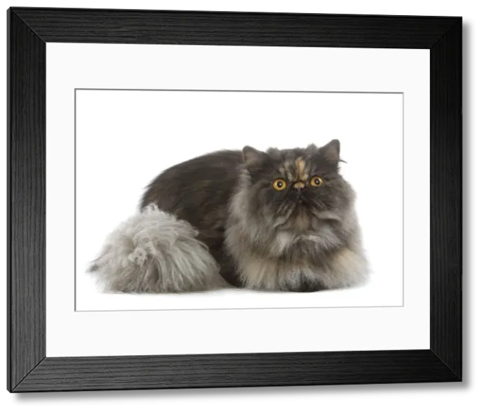 Framed Print : Cat - Persian Tortoiseshell smoke in studio Framed Print : Cat - Persian Tortoiseshell smoke in studio