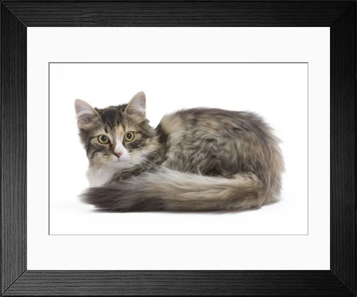 Framed Print : Cat - 8 week old Siberian kitten in studio Framed Print : Cat - 8 week old Siberian kitten in studio