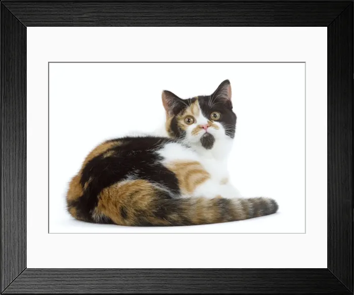 Framed Print : Cat - British shorthair - tortoiseshell & white Framed Print : Cat - British shorthair - tortoiseshell & white