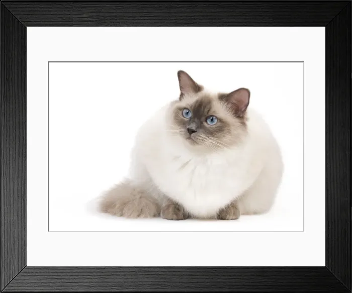 Framed Print : Cat - Ragdoll - Blue colourpoint Framed Print : Cat - Ragdoll - Blue colourpoint