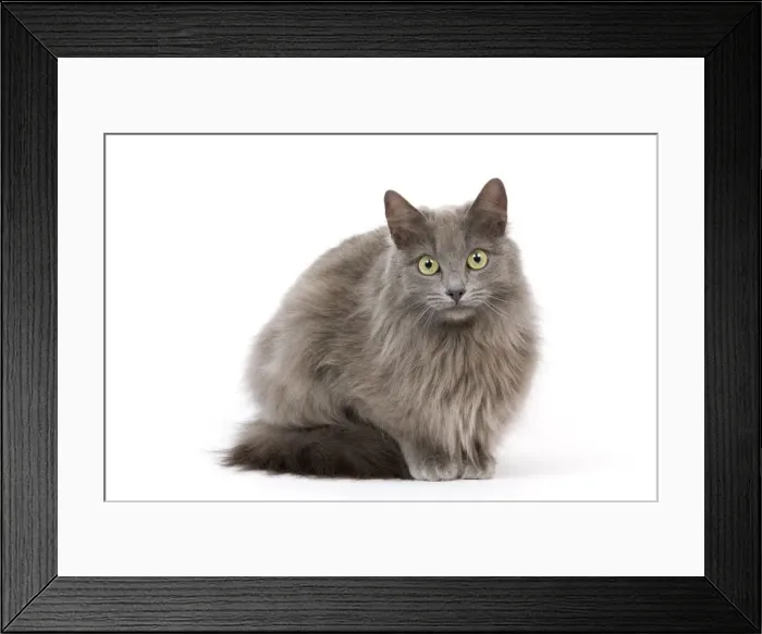 Framed Print : Cat - European Blue - in studio Framed Print : Cat - European Blue - in studio