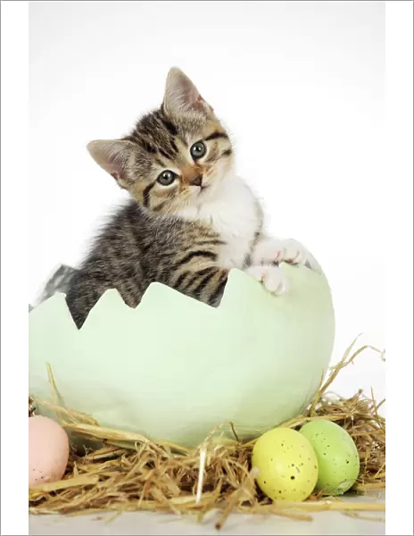 CAT. Kitten sitting in egg