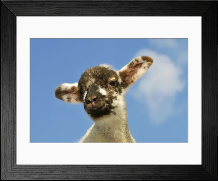 Framed Print : Sheep - lamb against blue sky Framed Print : Sheep - lamb against blue sky