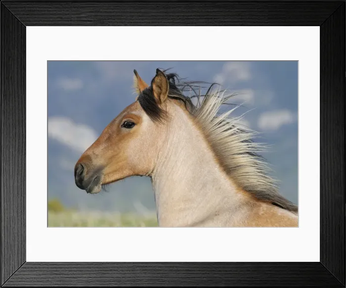 Framed Print : Wild  /  Feral Horse - two year old mare - Western U. S. - Summer _D3C5508
