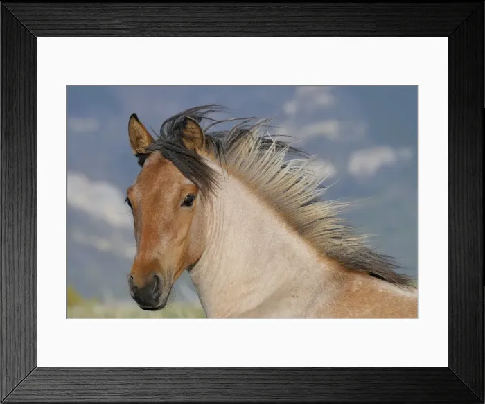 Framed Print : Wild / Feral Horse - two year old mare - Western U. S. - Summer _D3C5494 Framed Print : Wild / Feral Horse - two year old mare - Western U. S. - Summer _D3C5494