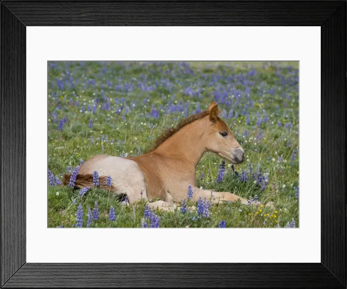 Framed Print : Wild / Feral Horse - colt resting among wildflowers - Western U. S. - Summer _D3C9723 Framed Print : Wild / Feral Horse - colt resting among wildflowers - Western U. S. - Summer _D3C9723