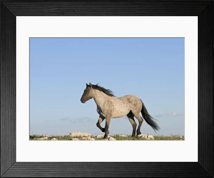 Framed Print : Wild / Feral Horse - stallion - Western U. S. - Summer _D3C8849 Framed Print : Wild / Feral Horse - stallion - Western U. S. - Summer _D3C8849