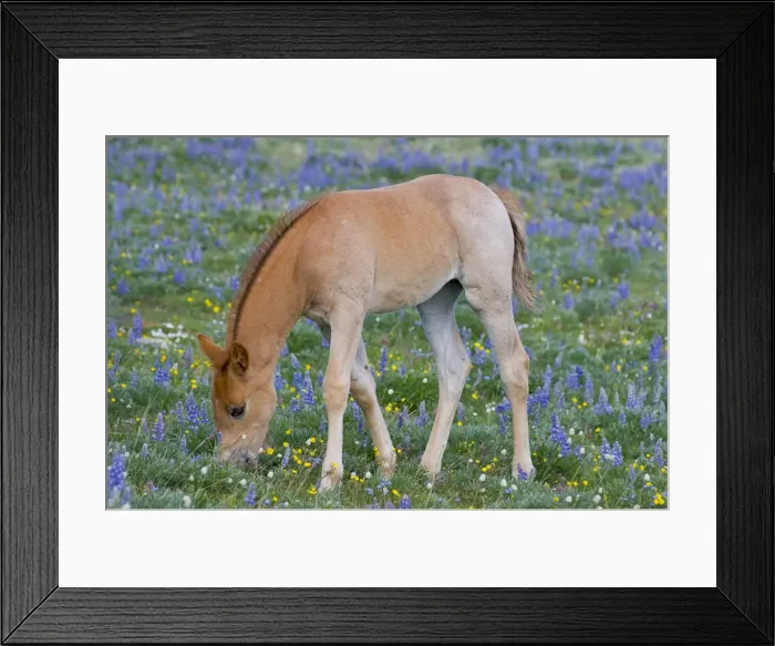 Framed Print : Wild / Feral Horse - colt feeding - Western U. S. - Summer _D3C9738 Framed Print : Wild / Feral Horse - colt feeding - Western U. S. - Summer _D3C9738