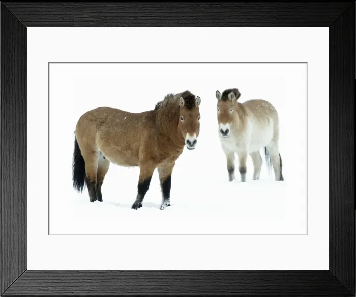 Framed Print : Przewalski Horse - stallion and mare in snow - Hessen - Germany Framed Print : Przewalski Horse - stallion and mare in snow - Hessen - Germany