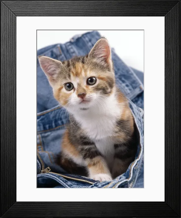 Framed Print : Cat JD 16301 Kitten in jeans © John Daniels / ARDEA LONDON Framed Print : Cat JD 16301 Kitten in jeans © John Daniels / ARDEA LONDON