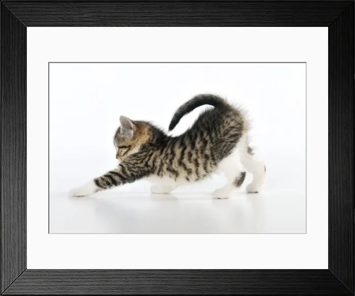 Framed Print : CAT. Kitten stretching